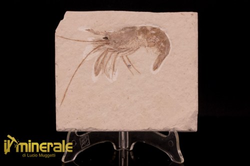 FS1222-1_fossili_collezione_crostacei_gamberi_marocco_aeger_libanicus