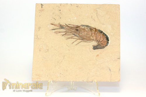FS1224-2_fossili_collezione_crostacei_gamberi_marocco_carpopenaeus_septemspinatum