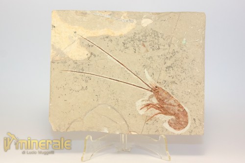 FS1225-2_fossili_collezione_crostacei_gamberi_marocco_carpopenaeus_callirostris