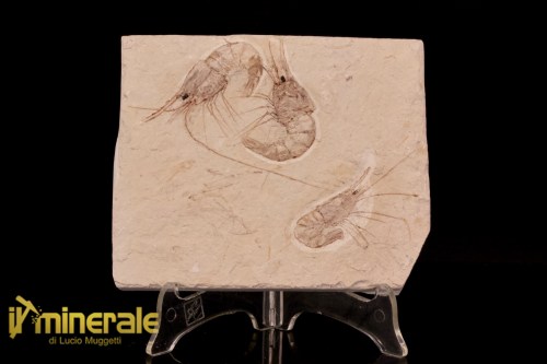 FS1226-1_fossili_collezione_crostacei_gamberi_marocco_carpopenaeus_callirostris