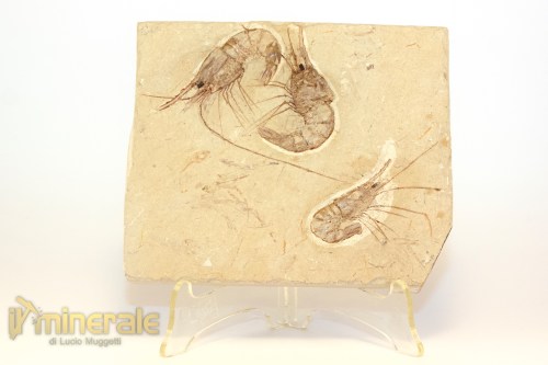 FS1226-2_fossili_collezione_crostacei_gamberi_marocco_carpopenaeus_callirostris