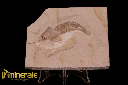 FS1227-1_fossili_collezione_crostacei_gamberi_marocco_macropenaeus_incertus