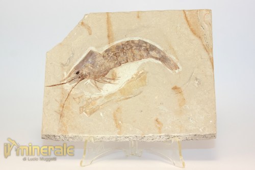 FS1227-2_fossili_collezione_crostacei_gamberi_marocco_macropenaeus_incertus