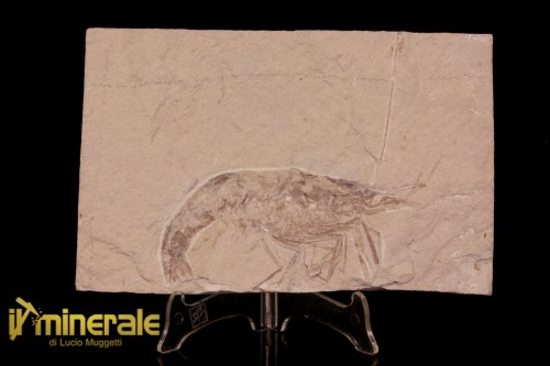 FS1228-1_fossili_collezione_crostacei_gamberi_marocco_macropenaeus_incertus