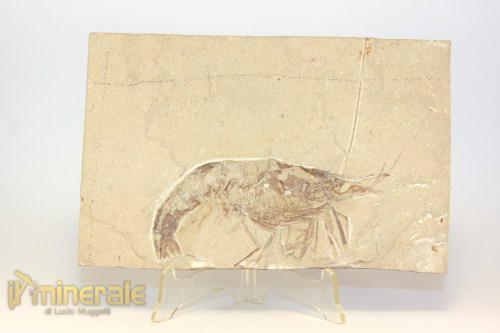 FS1228-2_fossili_collezione_crostacei_gamberi_marocco_macropenaeus_incertus