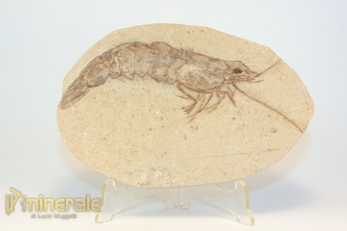 FS1229-2_fossili_collezione_crostacei_gamberi_marocco_macropenaeus_incertus