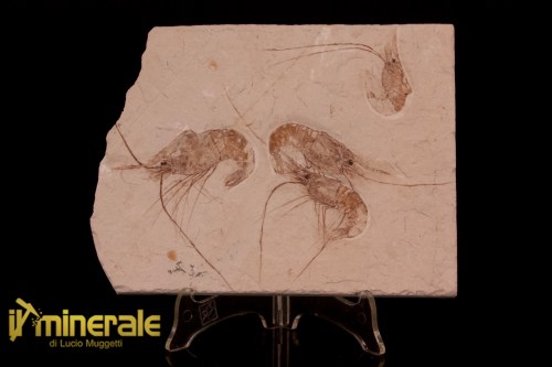 FS1230-1_fossili_collezione_crostacei_gamberi_marocco_carpopenaeus_callirostris