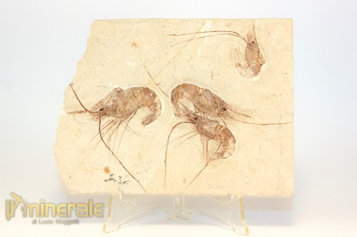 FS1230-2_fossili_collezione_crostacei_gamberi_marocco_carpopenaeus_callirostris