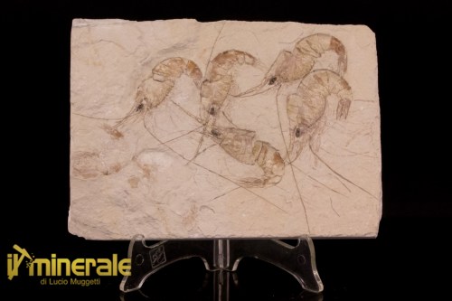 FS1231-1_fossili_collezione_crostacei_gamberi_marocco_carpopenaeus_callirostris
