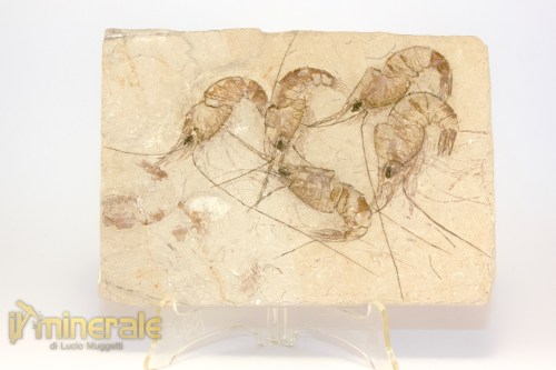 FS1231-2_fossili_collezione_crostacei_gamberi_marocco_carpopenaeus_callirostris