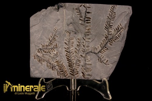 FS1232-1_fossili_collezione_arredamento_vegetali_felci_Pseudomariopteris_francia