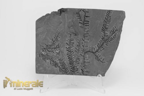 FS1232-2_fossili_collezione_arredamento_vegetali_felci_Pseudomariopteris_francia