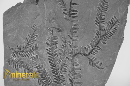 FS1232-3_fossili_collezione_arredamento_vegetali_felci_Pseudomariopteris_francia