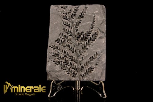 FS1233-1_fossili_collezione_arredamento_vegetali_felci_Pseudomariopteris_francia