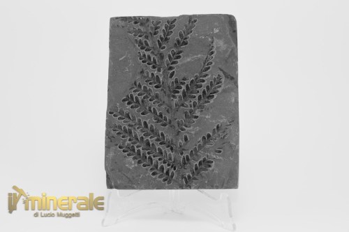 FS1233-2_fossili_collezione_arredamento_vegetali_felci_Pseudomariopteris_francia