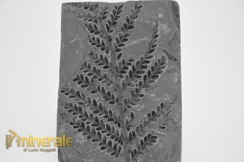 FS1233-3_fossili_collezione_arredamento_vegetali_felci_Pseudomariopteris_francia