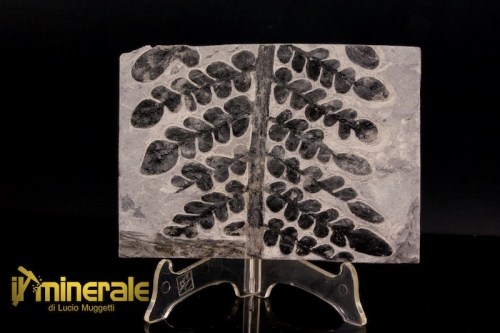 FS1234-1_fossili_collezione_arredamento_vegetali_felci_Pseudomariopteris_francia