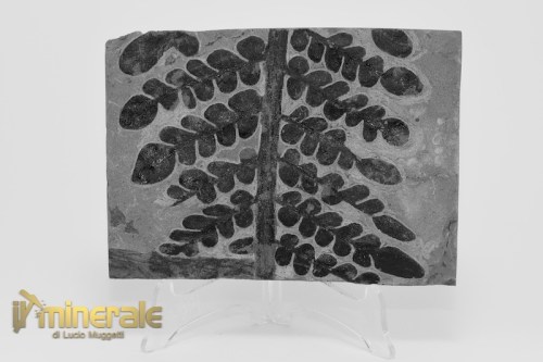 FS1234-2_fossili_collezione_arredamento_vegetali_felci_Pseudomariopteris_francia