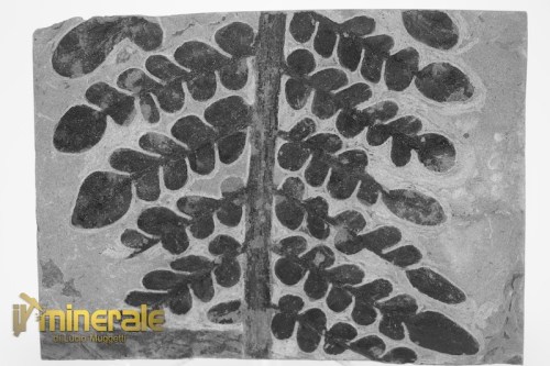 FS1234-3_fossili_collezione_arredamento_vegetali_felci_Pseudomariopteris_francia