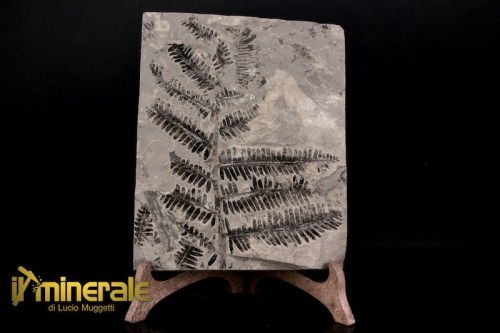 FS1235-1_fossili_collezione_arredamento_vegetali_felci_Pseudomariopteris_francia