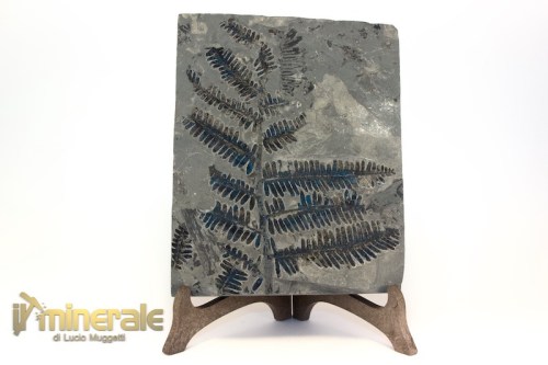 FS1235-2_fossili_collezione_arredamento_vegetali_felci_Pseudomariopteris_francia