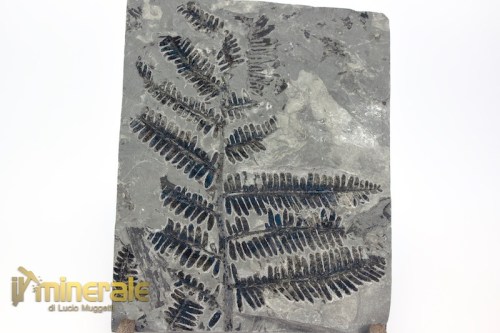 FS1235-3_fossili_collezione_arredamento_vegetali_felci_Pseudomariopteris_francia