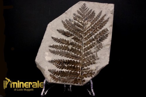 FS1236-1_fossili_collezione_arredamento_vegetali_felci_lescuropteris_francia