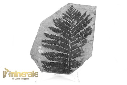 FS1236-2_fossili_collezione_arredamento_vegetali_felci_lescuropteris_francia