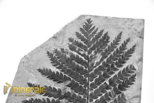FS1236-3_fossili_collezione_arredamento_vegetali_felci_lescuoropteris_francia