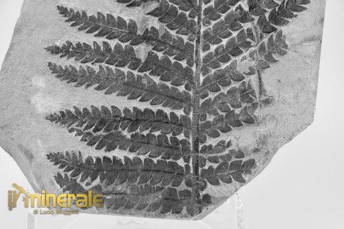 FS1236-4_fossili_collezione_arredamento_vegetali_felci_lescuropteris_francia