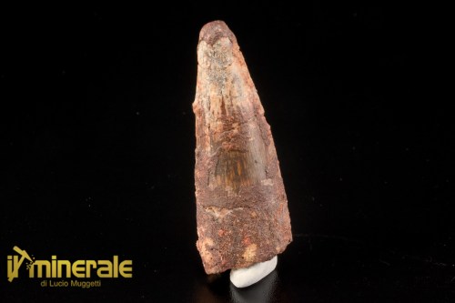 FS1244-1_fossili_collezione_denti_dinosauri_spinosauro_marocco