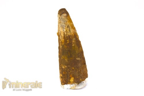 FS1244-2_fossili_collezione_denti_dinosauri_spinosauro_marocco
