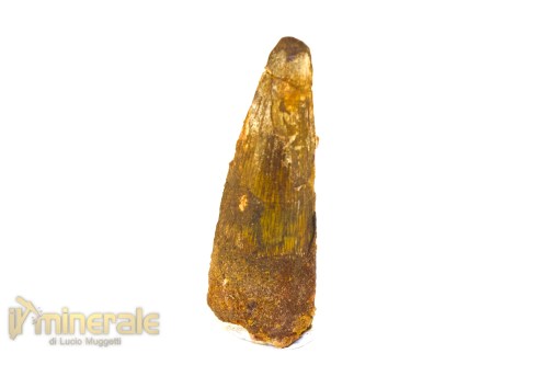 FS1244-3_fossili_collezione_denti_dinosauri_spinosauro_marocco