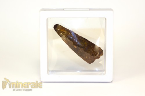 FS1244-4_fossili_collezione_denti_dinosauri_spinosauro_marocco
