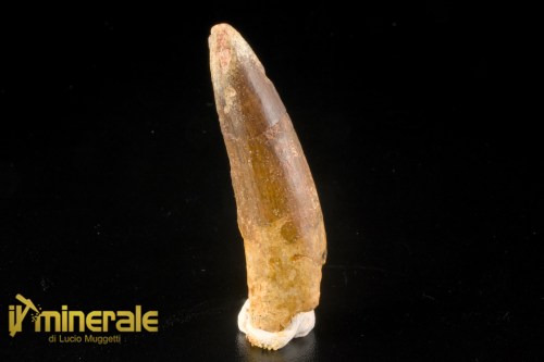 FS1245-1_fossili_collezione_denti_dinosauri_spinosauro_marocco