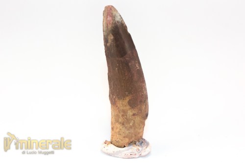 FS1245-2_fossili_collezione_denti_dinosauri_spinosauro_marocco