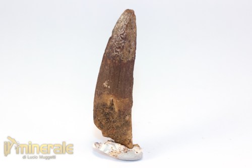 FS1245-3_fossili_collezione_denti_dinosauri_spinosauro_marocco