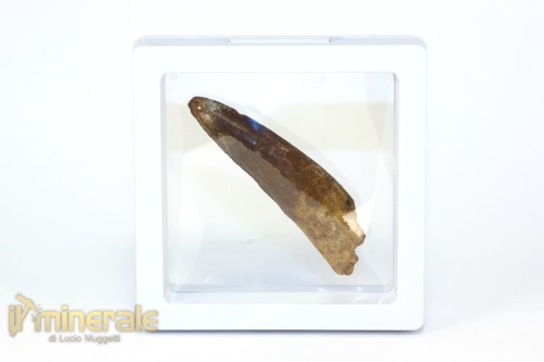 FS1245-4_fossili_collezione_denti_dinosauri_spinosauro_marocco