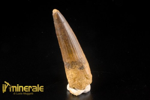FS1246-1_fossili_collezione_denti_dinosauri_spinosauro_marocco