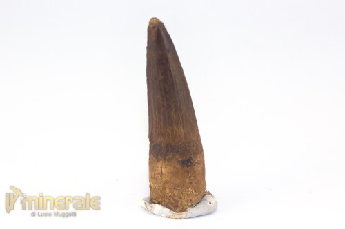 FS1246-2_fossili_collezione_denti_dinosauri_spinosauro_marocco