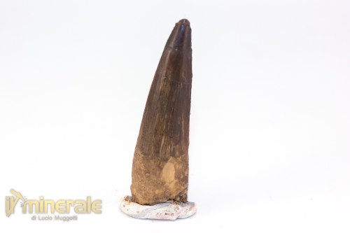 FS1246-3_fossili_collezione_denti_dinosauri_spinosauro_marocco