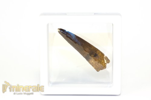 FS1246-4_fossili_collezione_denti_dinosauri_spinosauro_marocco