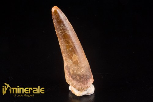 FS1247-1_fossili_collezione_denti_dinosauri_spinosauro_marocco