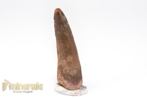 FS1247-2_fossili_collezione_denti_dinosauri_spinosauro_marocco