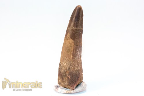 FS1247-3_fossili_collezione_denti_dinosauri_spinosauro_marocco