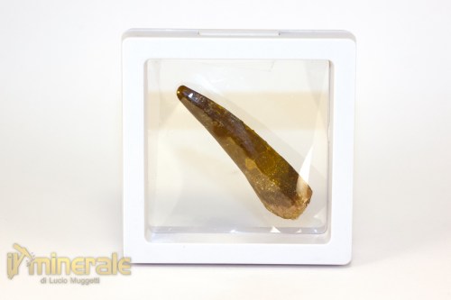 FS1247-4_fossili_collezione_denti_dinosauri_spinosauro_marocco