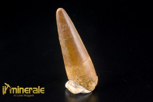 FS1248-1_fossili_collezione_denti_dinosauri_spinosauro_marocco