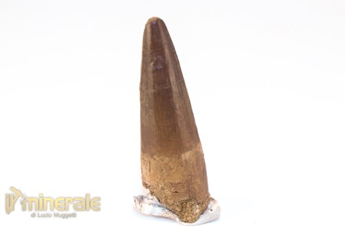 FS1248-2_fossili_collezione_denti_dinosauri_spinosauro_marocco