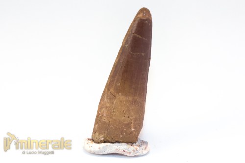 FS1248-3_fossili_collezione_denti_dinosauri_spinosauro_marocco