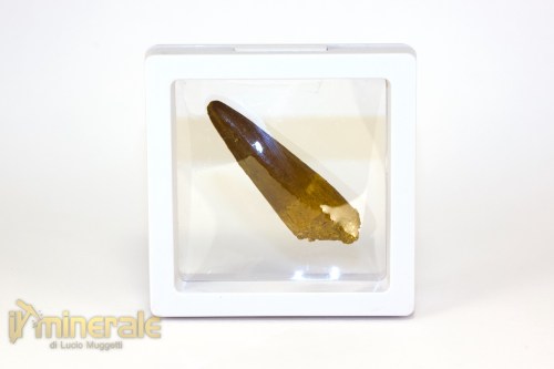 FS1248-4_fossili_collezione_denti_dinosauri_spinosauro_marocco